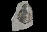 Trimerus Trilobite Tail - New York #68566-2